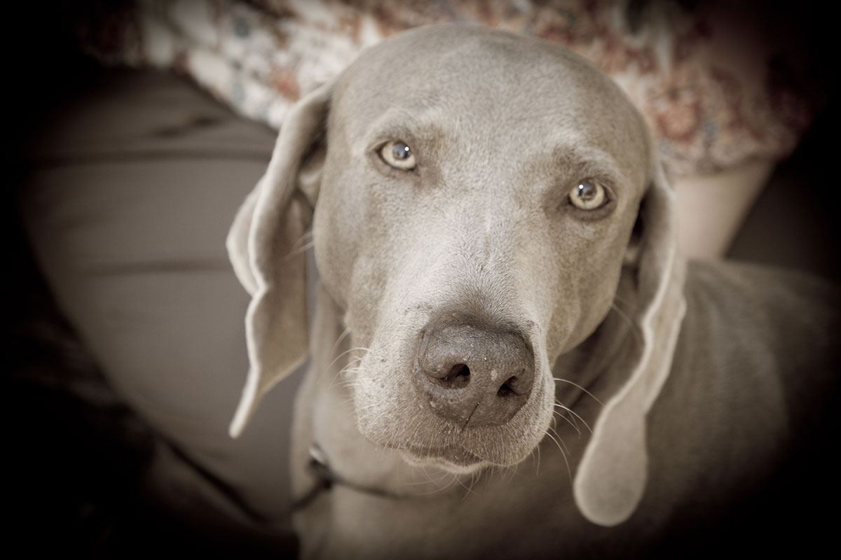 Membership – Timucuan Weimaraner Club Of Florida